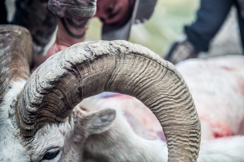 Illustration for article titled Hunting Alaska's Most Elusive Big Game